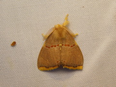Euproctis luteifascia