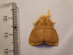Euproctis luteifascia