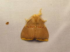 Euproctis luteifascia