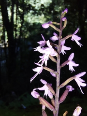 Stenoglottis