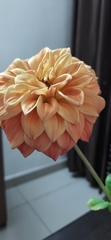 Dahlia pinnata
