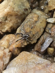 Schizocosa crassipes