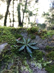 Stenoglottis