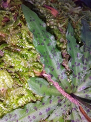 Stenoglottis