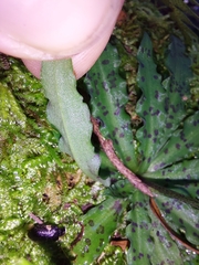 Stenoglottis