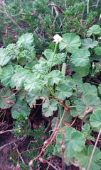 Pelargonium worcesterae