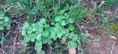 Pelargonium worcesterae