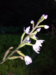 Stenoglottis