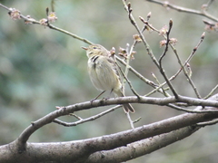 Phylloscopus collybita