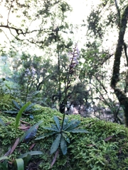 Stenoglottis