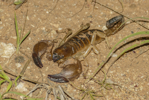 Kalahari Burrowing Scorpion