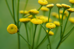Tanacetum vulgare