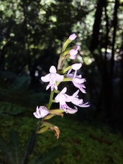 Stenoglottis
