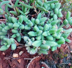 Delosperma echinatum