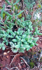 Delosperma echinatum