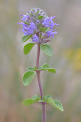 Ziziphora puschkinii