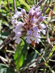 Neotinea conica