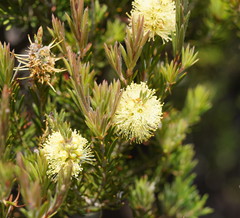 Melaleuca pityoides