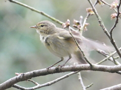 Phylloscopus collybita