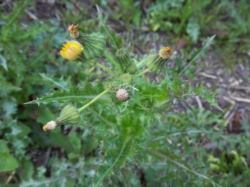 Sonchus asper image