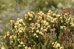 Melaleuca pityoides
