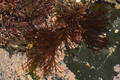 Ceramium botryocarpum