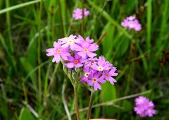 Primula longiscapa