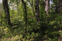 Eleutherococcus sieboldianus