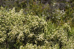 Ozothamnus cupressoides