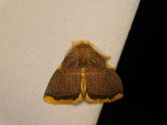 Euproctis luteifascia