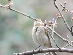 Phylloscopus collybita
