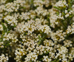 Ozothamnus cupressoides