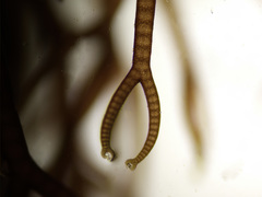 Ceramium botryocarpum