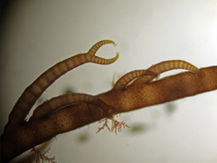 Ceramium botryocarpum