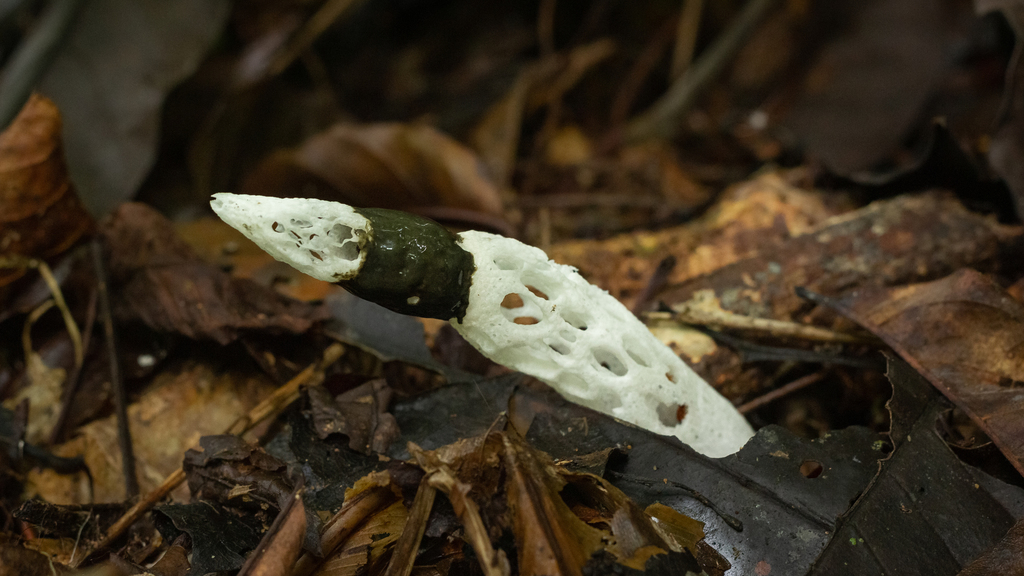 Staheliomyces cylindricus