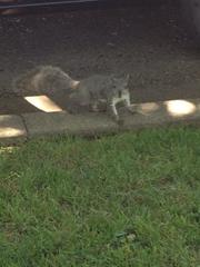Sciurus griseus