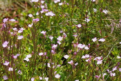 Epilobium gunnianum