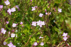 Epilobium gunnianum