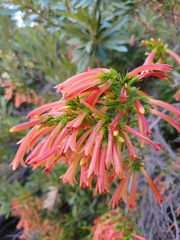 Erica curviflora