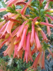 Erica curviflora