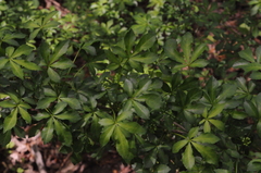 Eleutherococcus sieboldianus