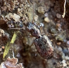Asaphidion