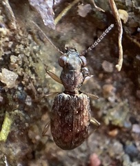 Asaphidion