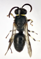 Hylaeus gibbus