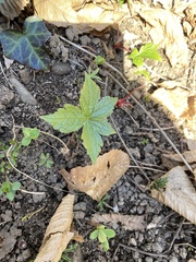 Geranium nodosum