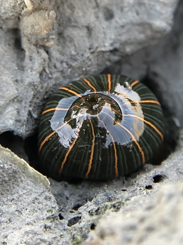 Striped Green Sea Anemone