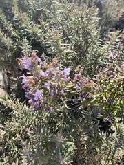 Salvia rosmarinus