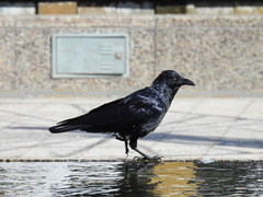 Corvus coronoides