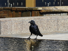 Corvus coronoides