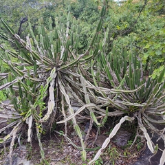 Euphorbia graniticola image